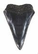 Serrated Fossil Great White Shark Tooth - #48882-1